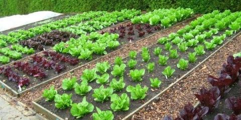 Šargarepa crvena bez jezgre